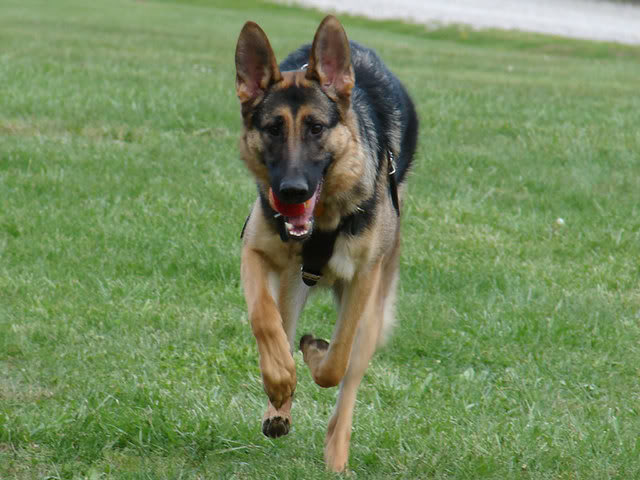 Name:  s-run.jpg
Views: 112
Size:  59.3 KB