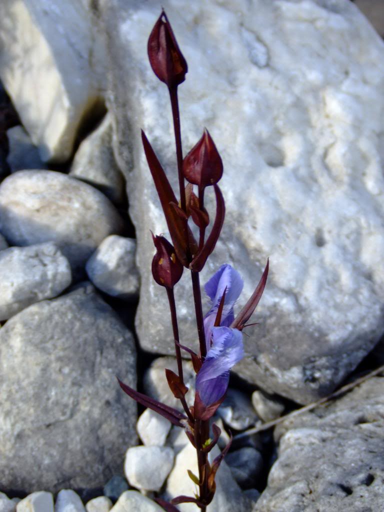 Name:  DI2013088_zpsb5f08036.jpg
Views: 183
Size:  79.5 KB