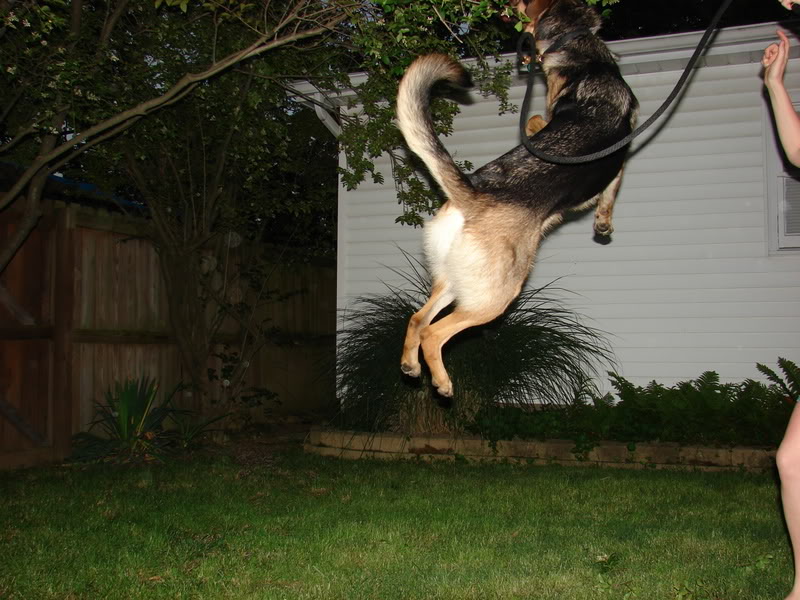 Name:  Sashajump.jpg
Views: 497
Size:  110.5 KB