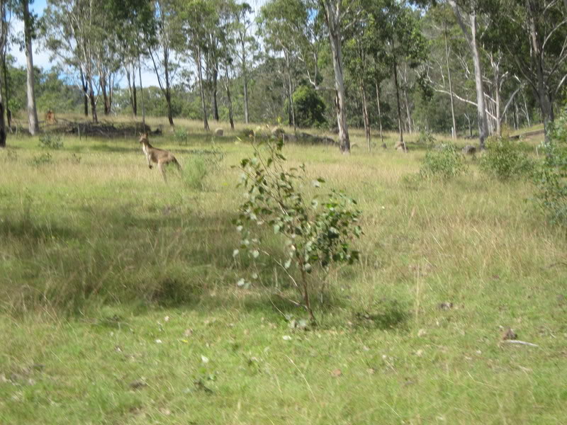 Name:  IMG_0259.jpg
Views: 116
Size:  126.7 KB