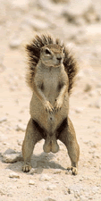 Name:  nutsac.gif
Views: 14
Size:  25.1 KB