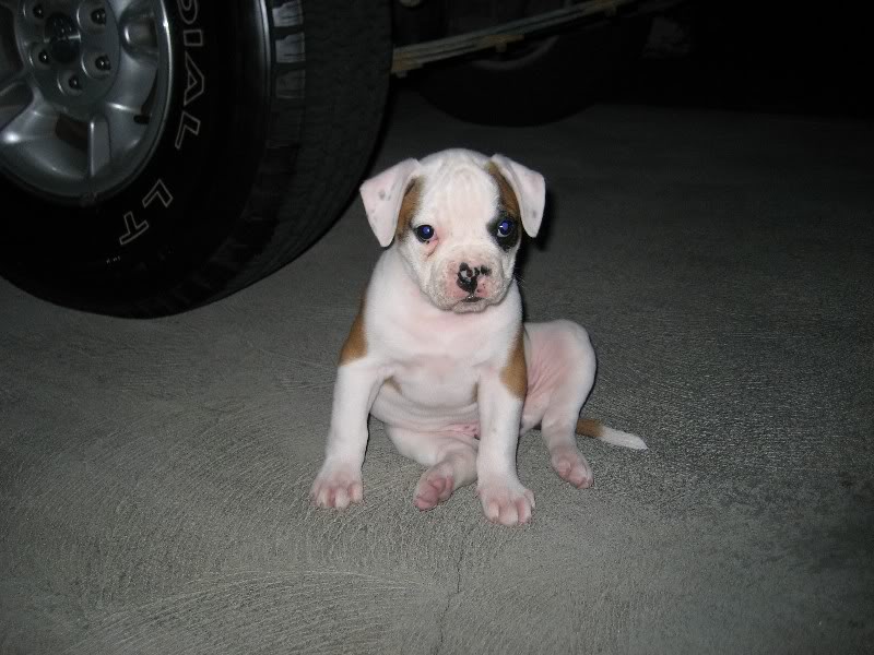 Name:  CopyofIMG_0486.jpg
Views: 237
Size:  82.0 KB