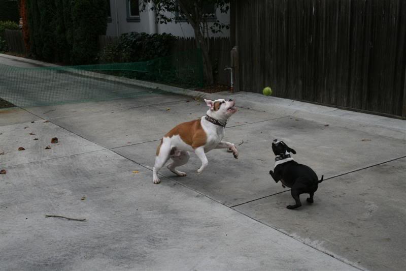 Name:  IMG_2299Large.jpg
Views: 170
Size:  46.0 KB