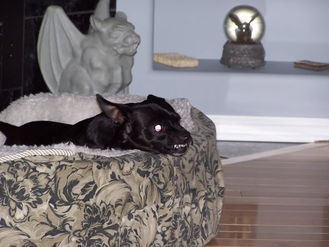 Name:  widgsnarl.jpg
Views: 778
Size:  58.4 KB