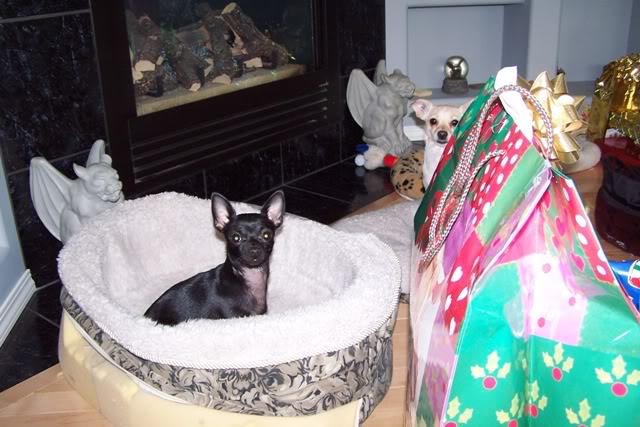 Name:  100_0438.jpg
Views: 777
Size:  64.3 KB