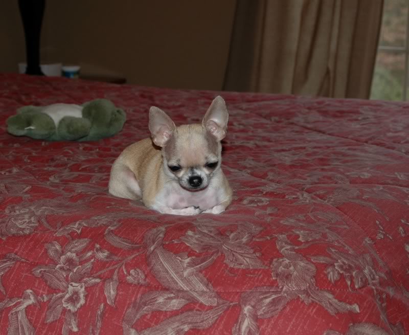 Name:  MinniePearlBed.jpg
Views: 775
Size:  95.6 KB