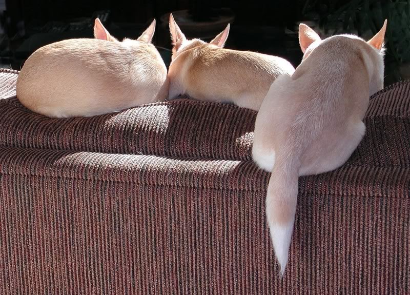 Name:  Triocouchback.jpg
Views: 816
Size:  147.0 KB