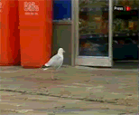 Name:  theif.gif
Views: 58
Size:  838.2 KB