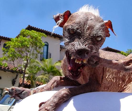 Name:  uglydog.jpg
Views: 22
Size:  54.6 KB