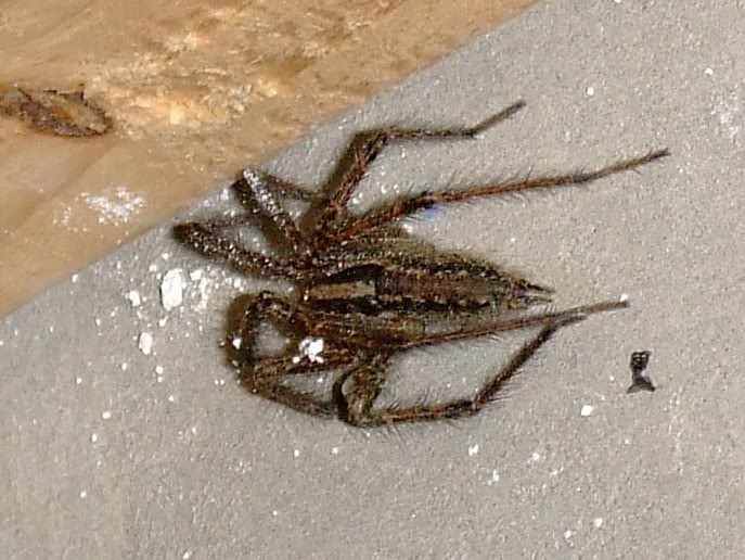 Name:  Spider.jpg
Views: 208
Size:  73.3 KB