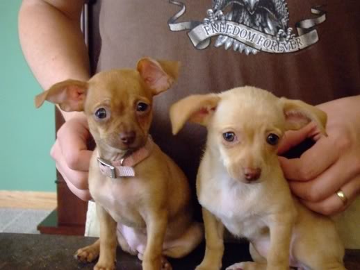 Name:  Puppies1.jpg
Views: 66
Size:  28.2 KB