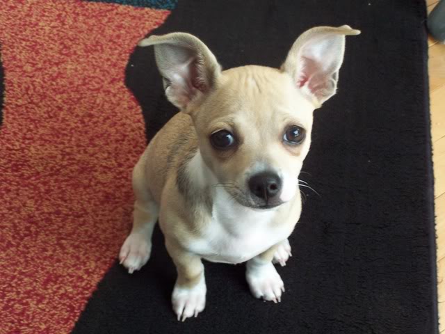 Name:  Copyof100_1134.jpg
Views: 83
Size:  50.2 KB