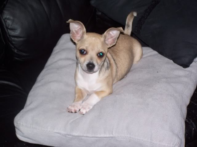 Name:  Copyof100_1161.jpg
Views: 49
Size:  31.2 KB