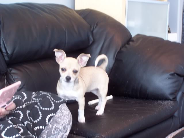 Name:  Copyof100_1136.jpg
Views: 116
Size:  38.7 KB