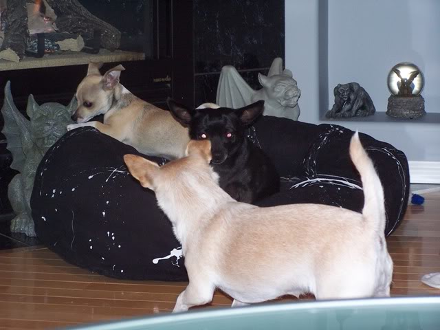 Name:  Copyof100_1259.jpg
Views: 90
Size:  48.3 KB