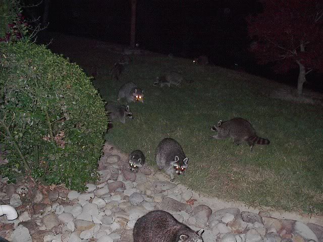 Name:  Coonbabies06182007001.jpg
Views: 103
Size:  80.7 KB