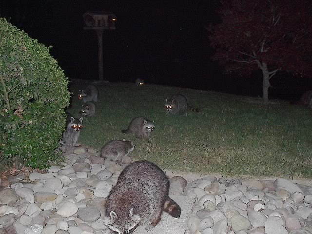 Name:  Coonbabies06182007006.jpg
Views: 57
Size:  80.2 KB