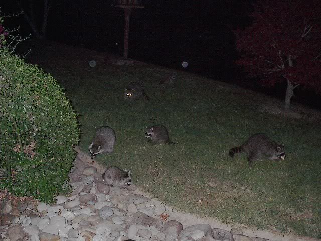 Name:  Coonbabies06182007009.jpg
Views: 99
Size:  72.5 KB