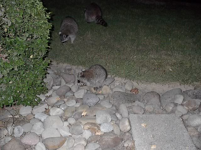 Name:  Coonbabies06182007011.jpg
Views: 60
Size:  104.0 KB