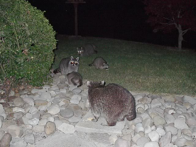 Name:  Coonbabies06182007007.jpg
Views: 63
Size:  88.5 KB