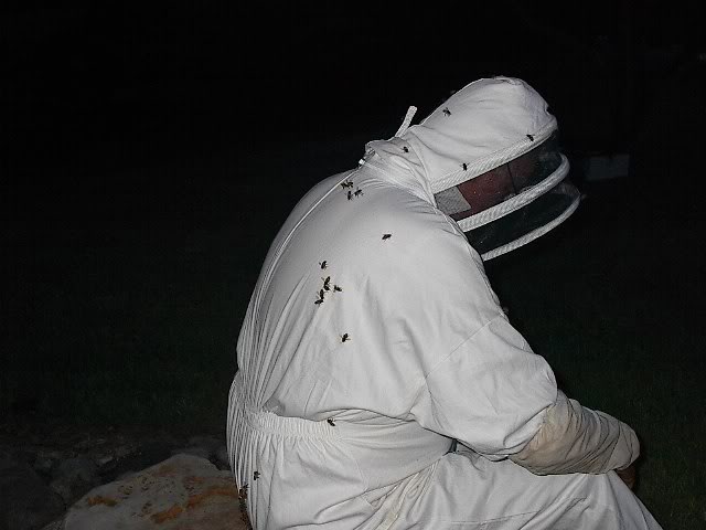 Name:  Bees018.jpg
Views: 67
Size:  34.5 KB