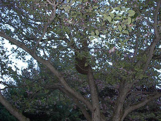 Name:  Bees008.jpg
Views: 73
Size:  97.6 KB