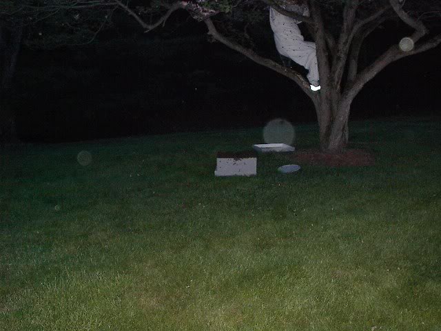 Name:  Bees017.jpg
Views: 73
Size:  54.1 KB