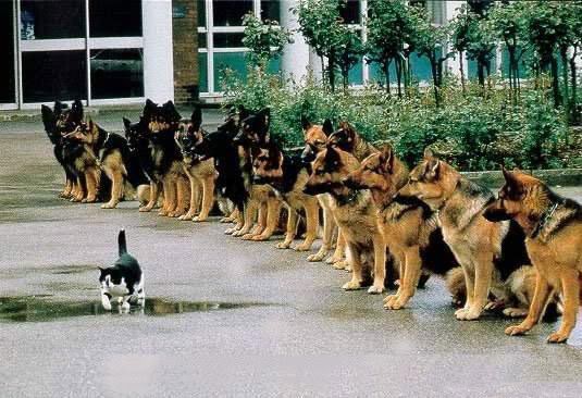 Name:  bravekitty.jpg
Views: 36
Size:  55.6 KB