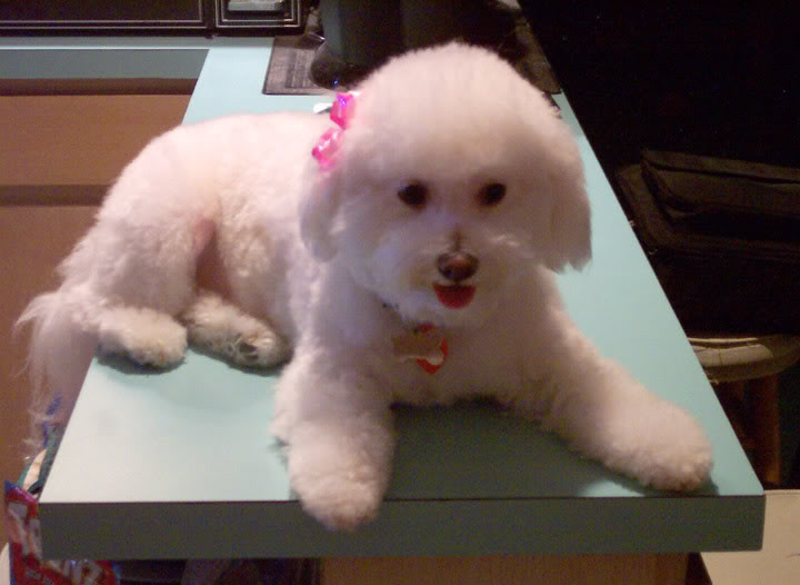 Name: 02-05WoofsBichonFrisehaircut029.jpg
Views: 46
Size: 47.2 KB