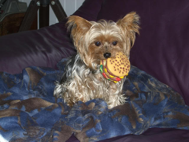 Name:  Tessa640x480.jpg
Views: 51
Size:  76.0 KB