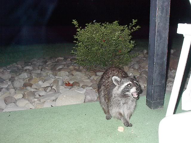 Name:  Coons072806006.jpg
Views: 26
Size:  81.0 KB