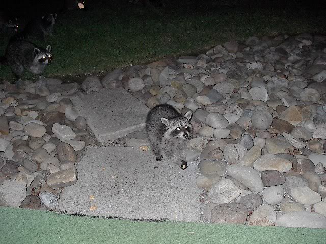 Name:  Coons072806008.jpg
Views: 33
Size:  83.7 KB