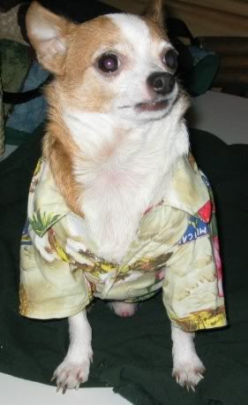 Name:  pedrogoeshawiian.jpg
Views: 36
Size:  25.5 KB