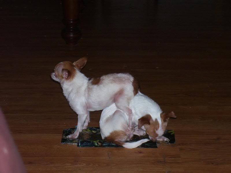 Name:  heat2.jpg
Views: 38
Size:  35.5 KB