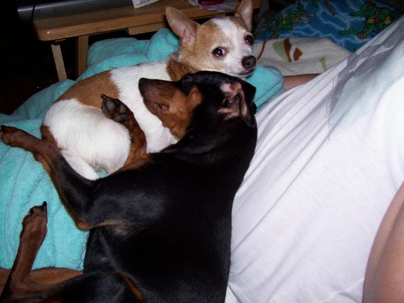 Name:  pedroheratio.jpg
Views: 45
Size:  55.5 KB