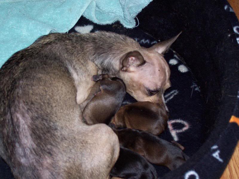 Name:  taterpups2.jpg
Views: 47
Size:  64.0 KB