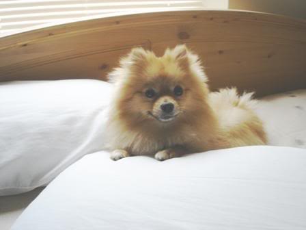 Name:  919149298_l.jpg
Views: 36
Size:  11.9 KB