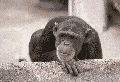Name:  Chimpanzeanimated.gif
Views: 30
Size:  31.1 KB
