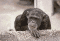 Name:  Chimpanzeanimated.gif
Views: 116
Size:  31.1 KB