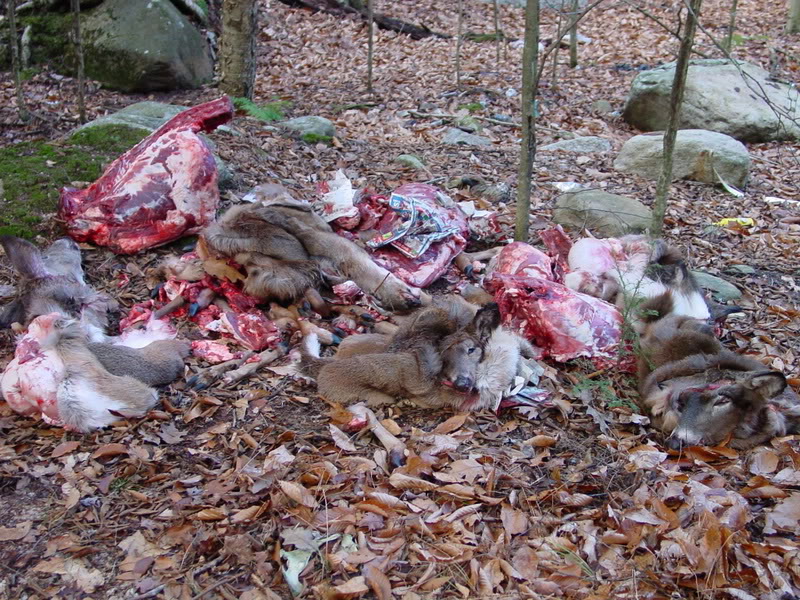Name:  hunting2004024-1.jpg
Views: 28
Size:  195.4 KB