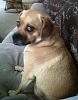 POST Pics of your pets!!!!-img00125-20110623-1238.jpg