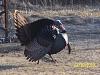 I Caught A Wild Turkey Yesterday......-bird.jpg